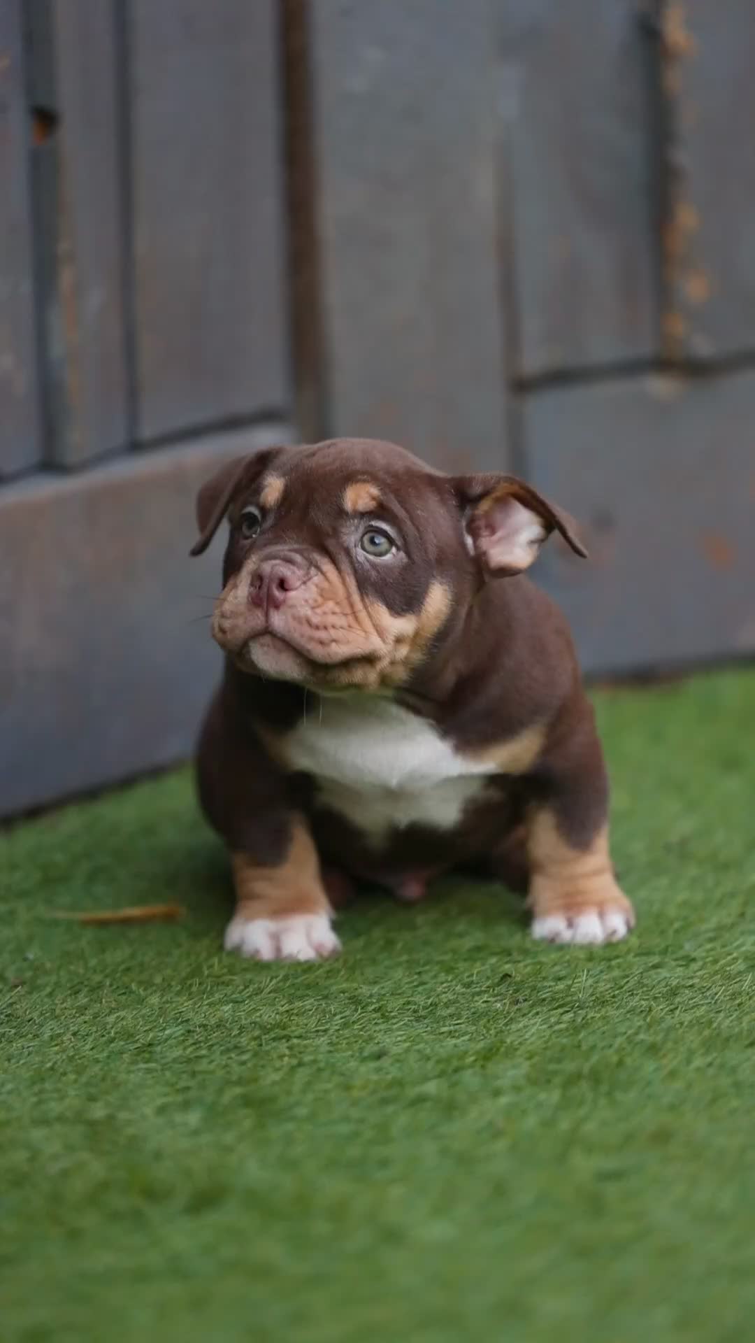 American Bully dogs for sale: American bullies  - Video 3