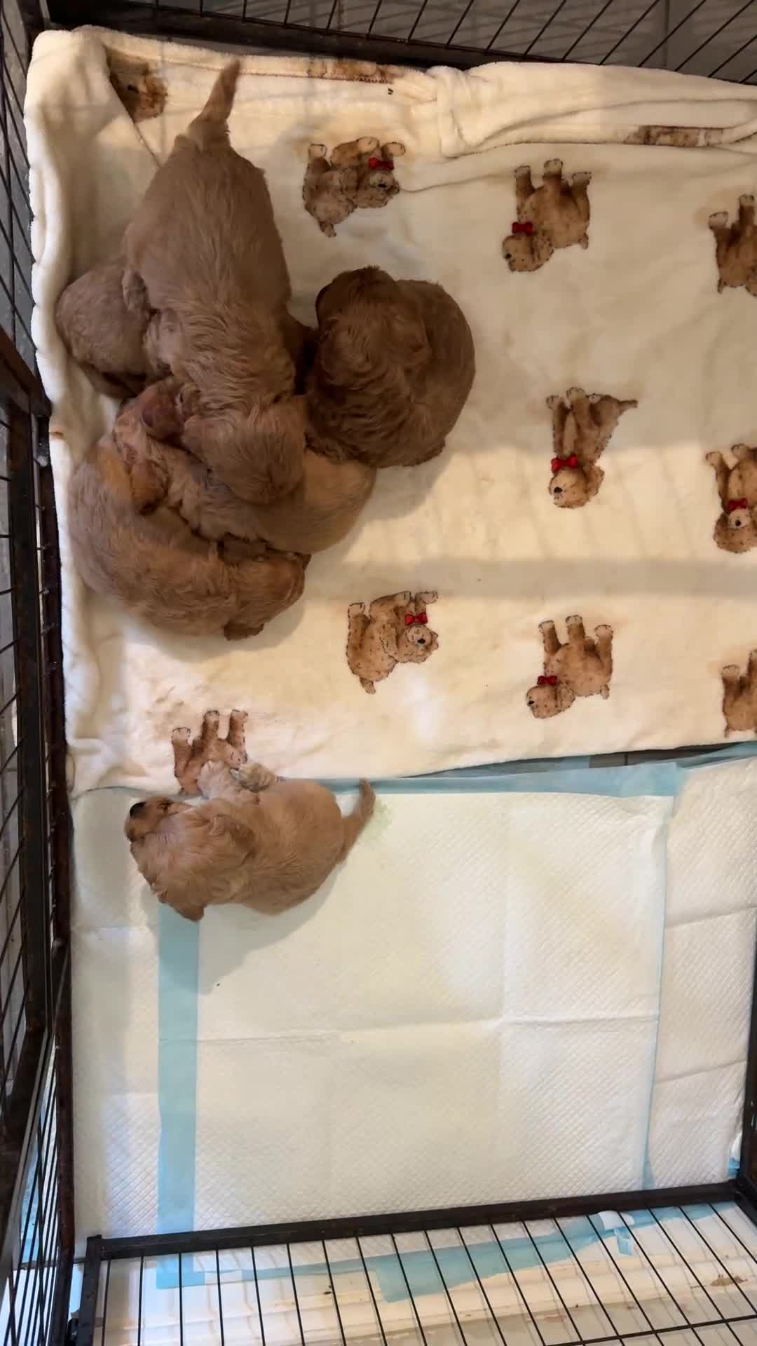 Cavachon dogs for sale: Cavapoochons  in Haverfordwest - Video 1