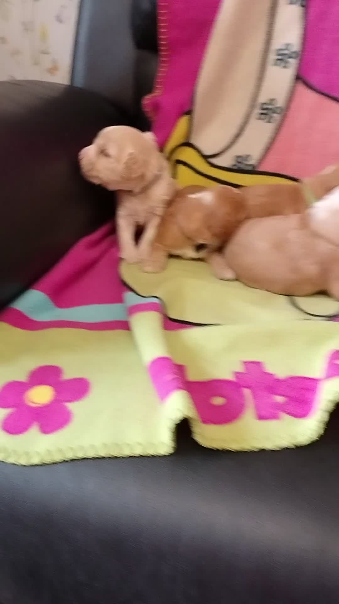 Cockapoo dogs for sale: Cockapoo puppies 100%  - Video 1