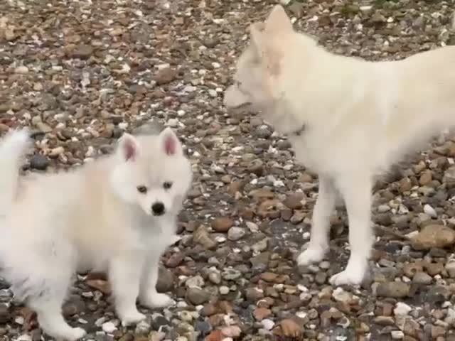 Pomsky dogs for sale: Beautiful Blue-eyed Pomsky Boy in Horsham - Video 2
