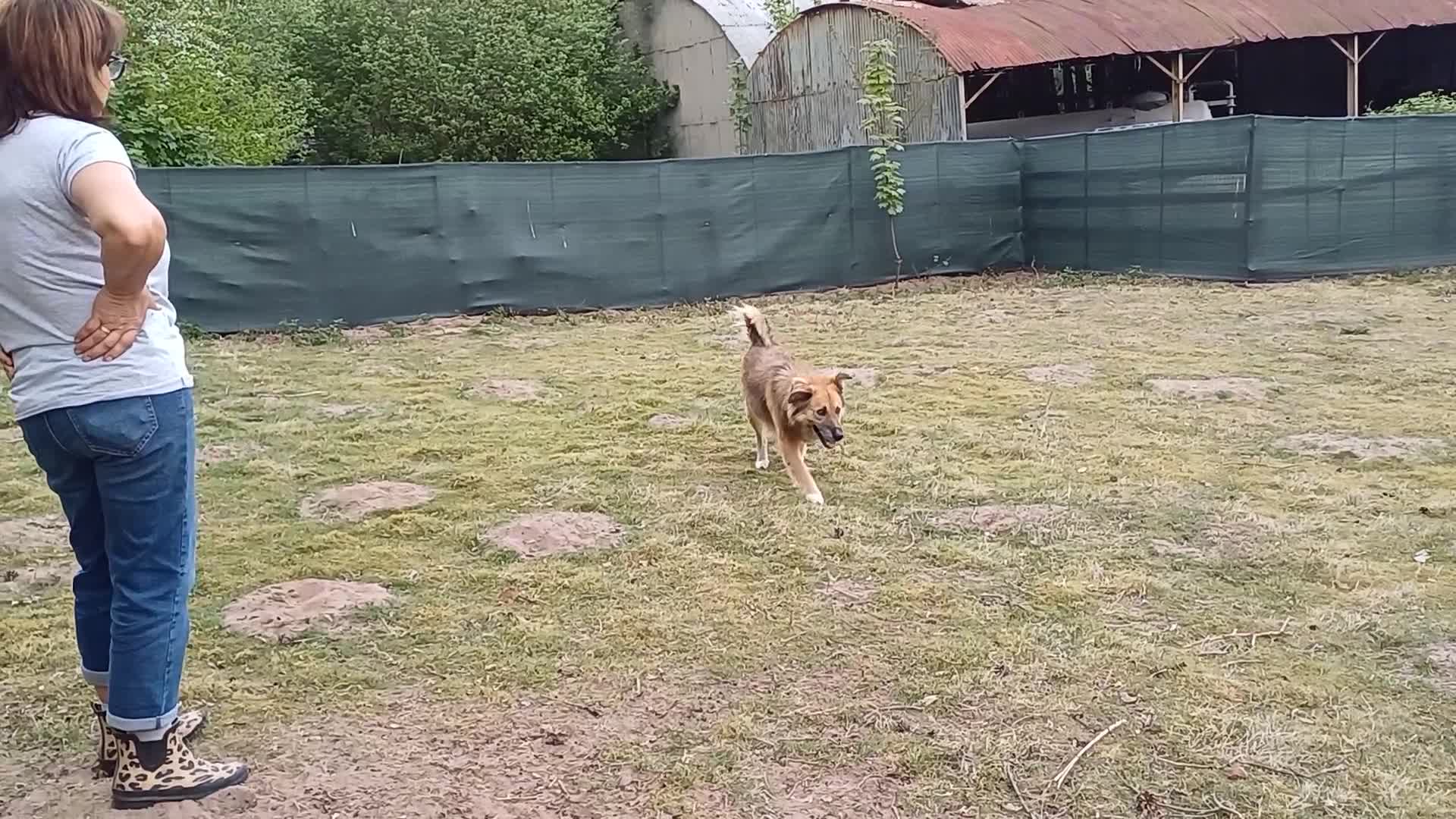 Mixed Breed dogs for adoption: BENNY - a loyal and gentle boy for a Loving Home - Video 3