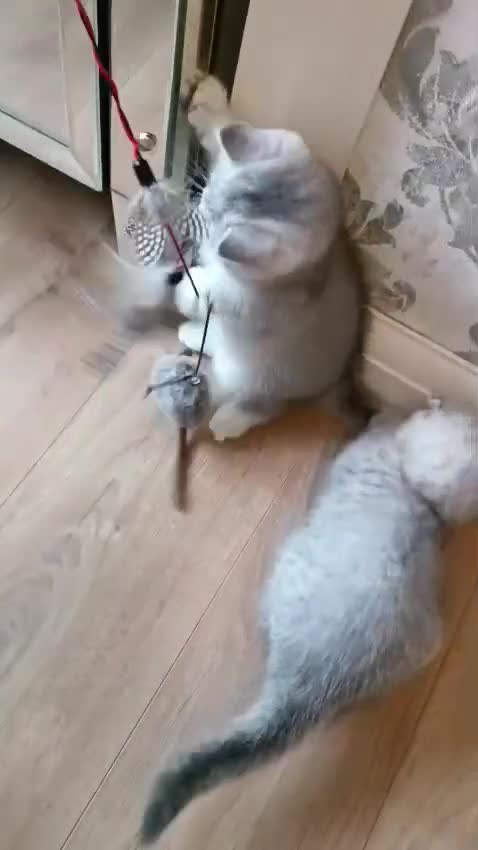 British Shorthair cats for sale: Chunky kittens for sale  - Video 4