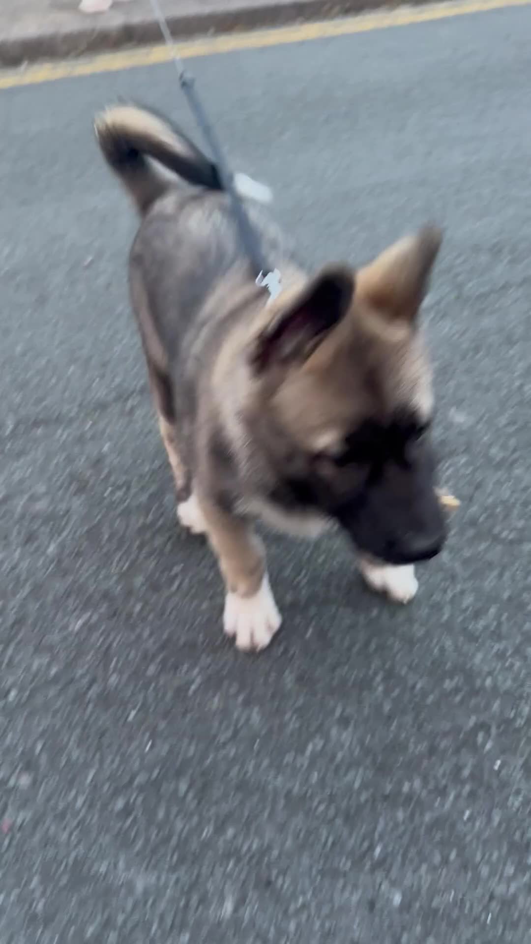 Mixed Breed dogs for sale: Siberian Husky  - Video 1