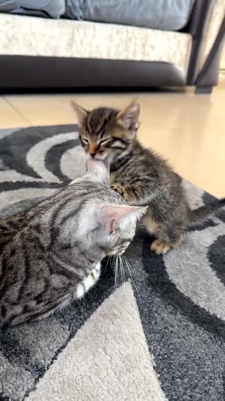 Bengal cats for sale: 2 stunning bengal kittens looking for their home - Video 3