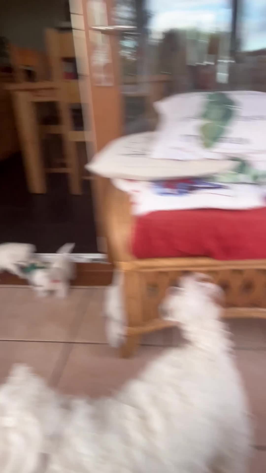 West Highland Terrier dogs for sale: Beautiful litter in Llandysul - Video 1