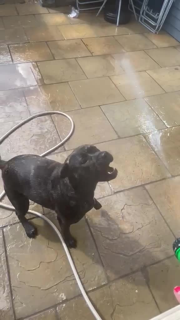 Mixed Breed dogs for sale: StaffXbull mastiff in Swindon - Video 1