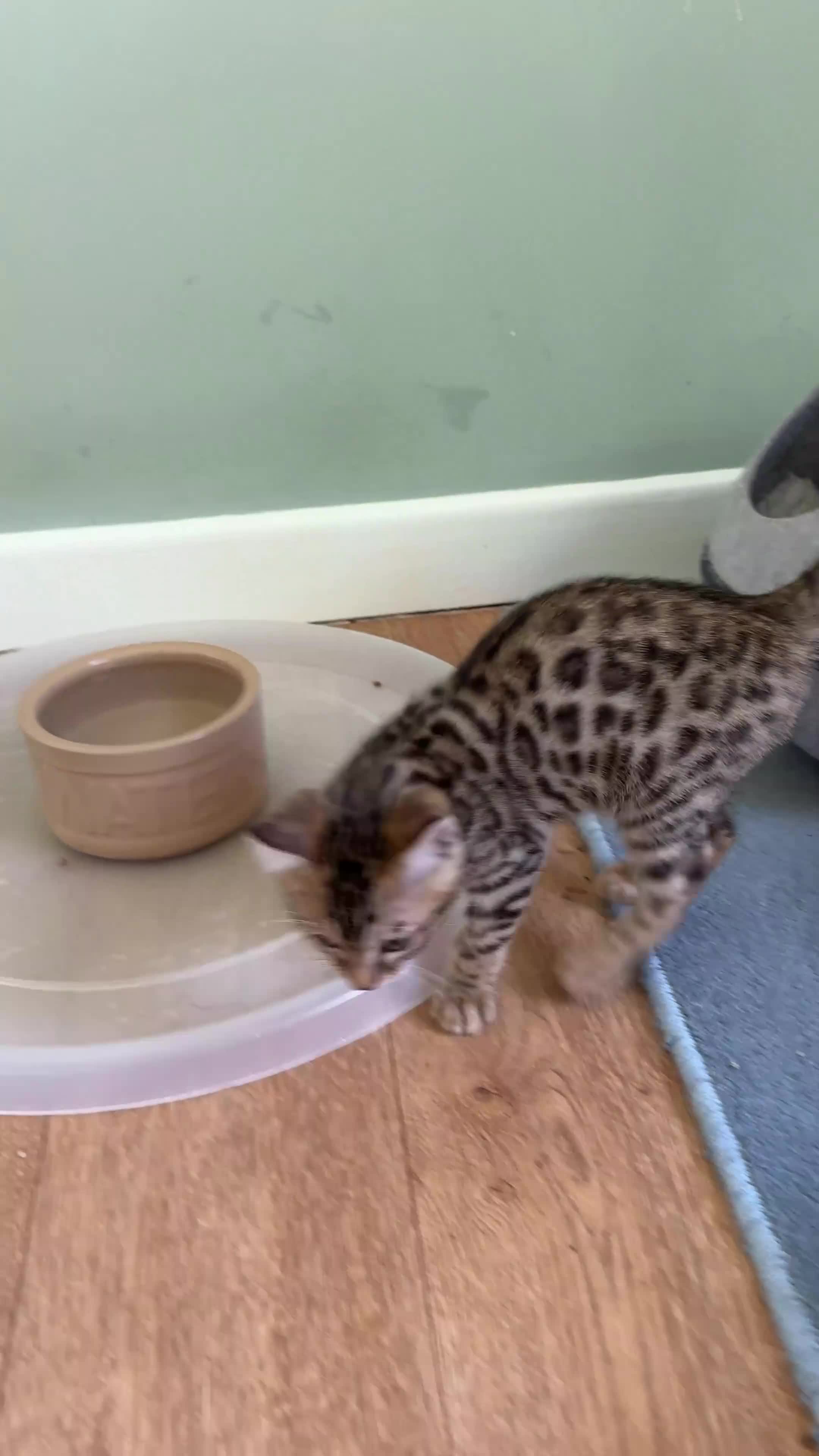 Bengal cats for sale: Beautiful Male Bengal Brown Rosetted Kitten in Diss - Video 2