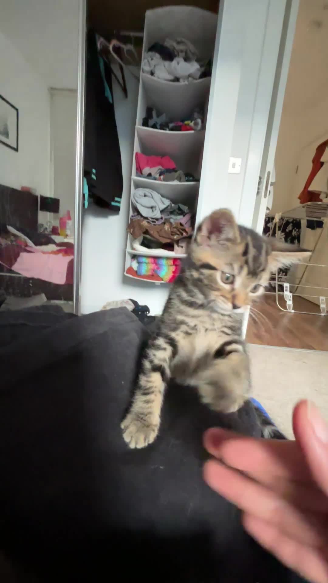 Mixed Breed cats for sale: Extremely Affectionate Bengal Mix Girl 🩷 - Video 1