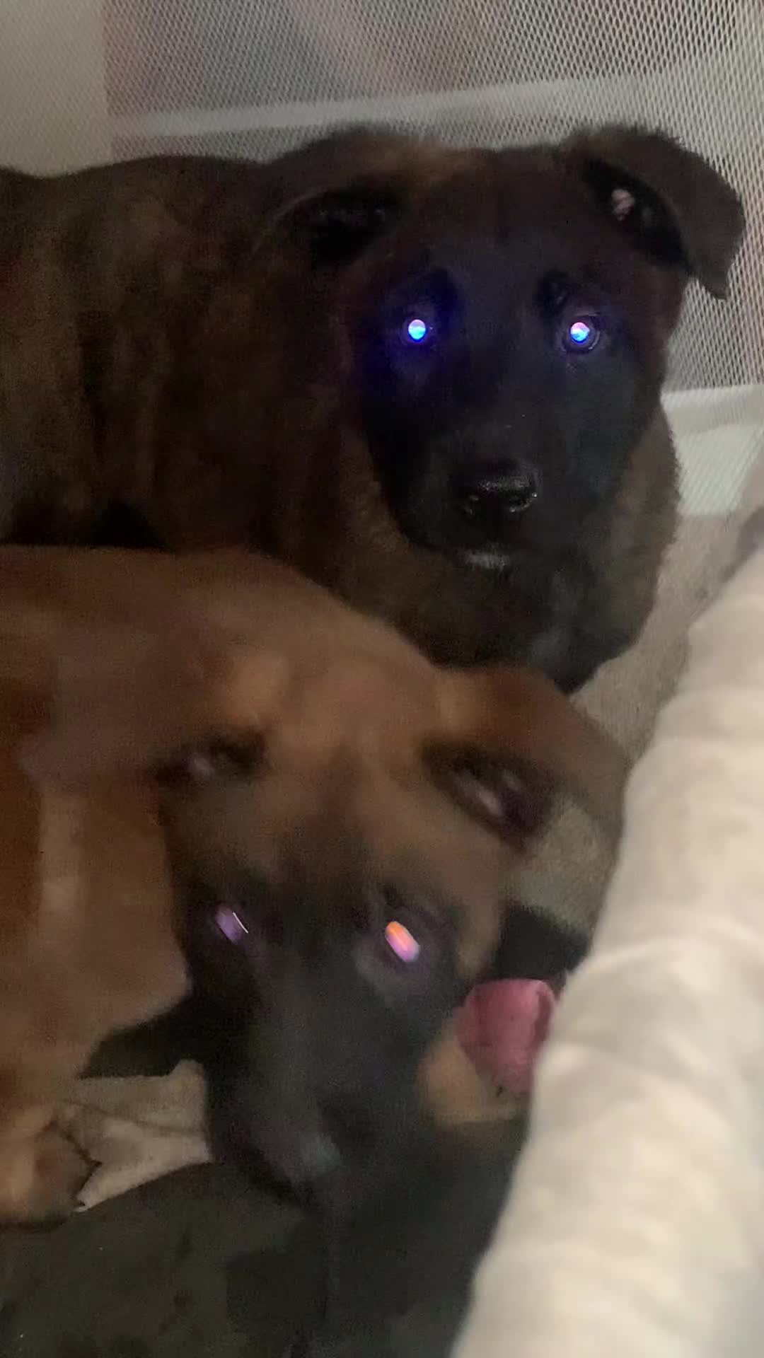 Belgian Shepherd Dog dogs for sale: Dutch shepherd  - Video 1