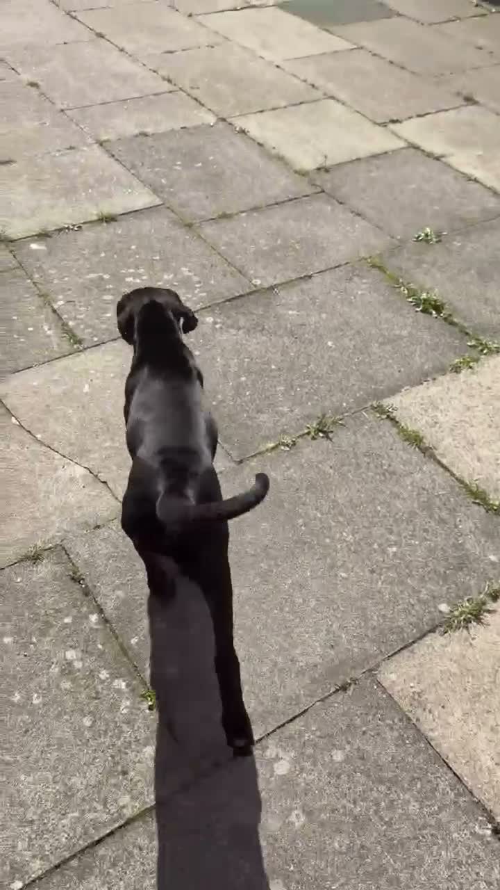 Bandog dogs for sale: Bandog - Ava  - Video 1