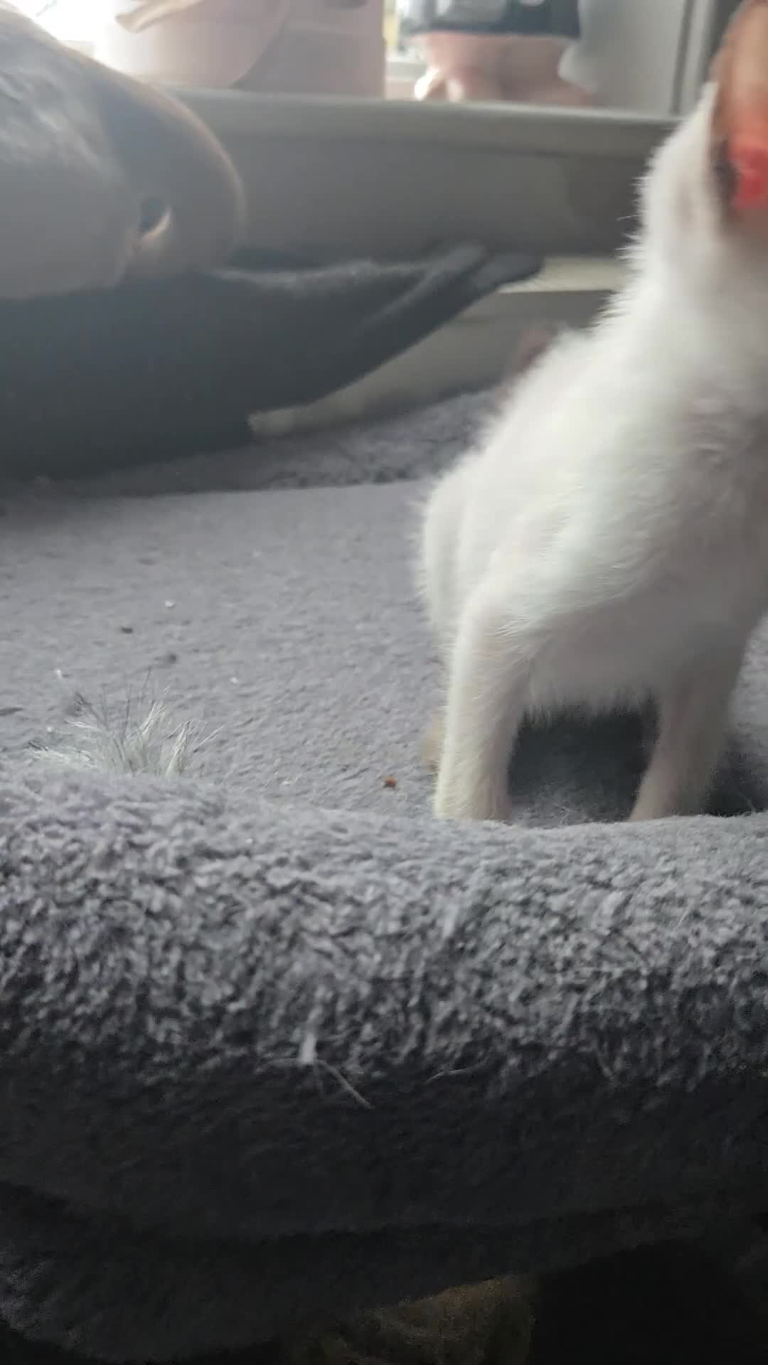 Siamese cats for sale: Only one c/point siamese little girl avaliable  - Video 1
