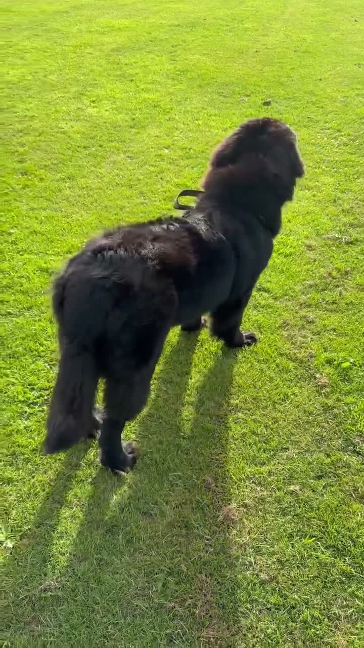 Newfoundland dogs for sale: 10 month Newfoundland girl  in Llantwit Major - Video 1