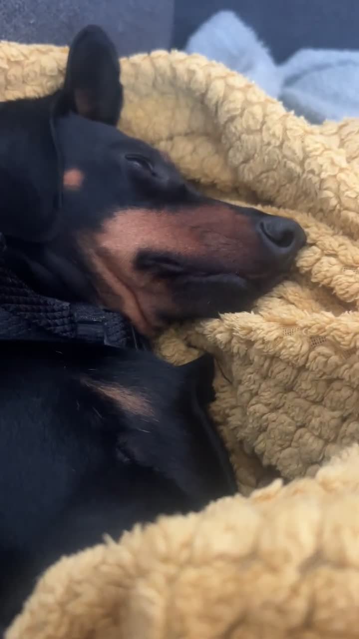 Dachshund dogs for sale: Black and Tan Dachshund Looking for a Loving Home  - Video 1