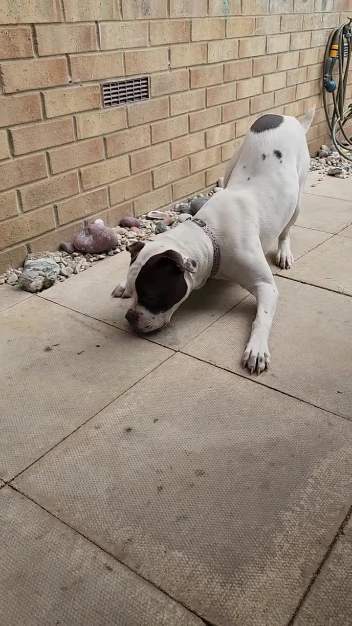 American Bulldog dogs for sale: Zara 7month old female looking for forever home ❤️ in Hull - Video 1