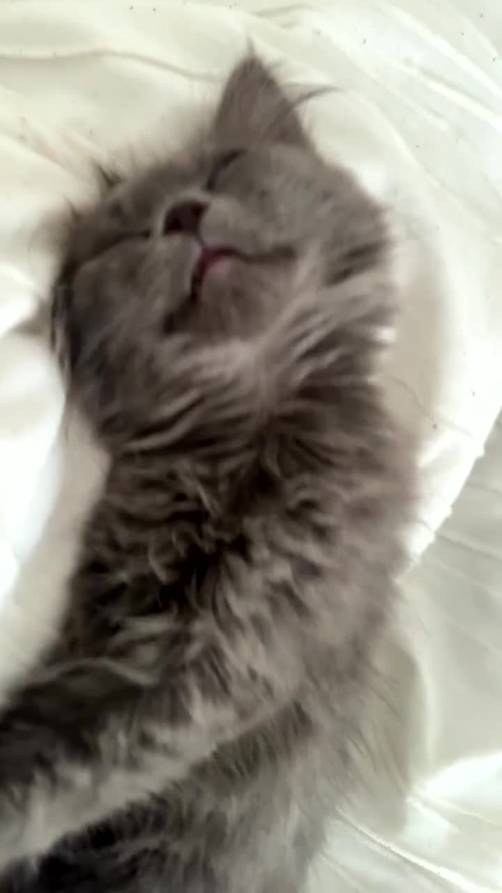 Mixed Breed cats for sale: Sweet Female Cats: Silver Tabby & Grey Longhair - Video 3