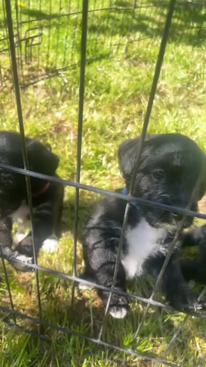 Jackapoo dogs for sale: 🏆Beautiful Jackapoo puppies🏆 1 BOY AND GIRL LEFT - Video 3