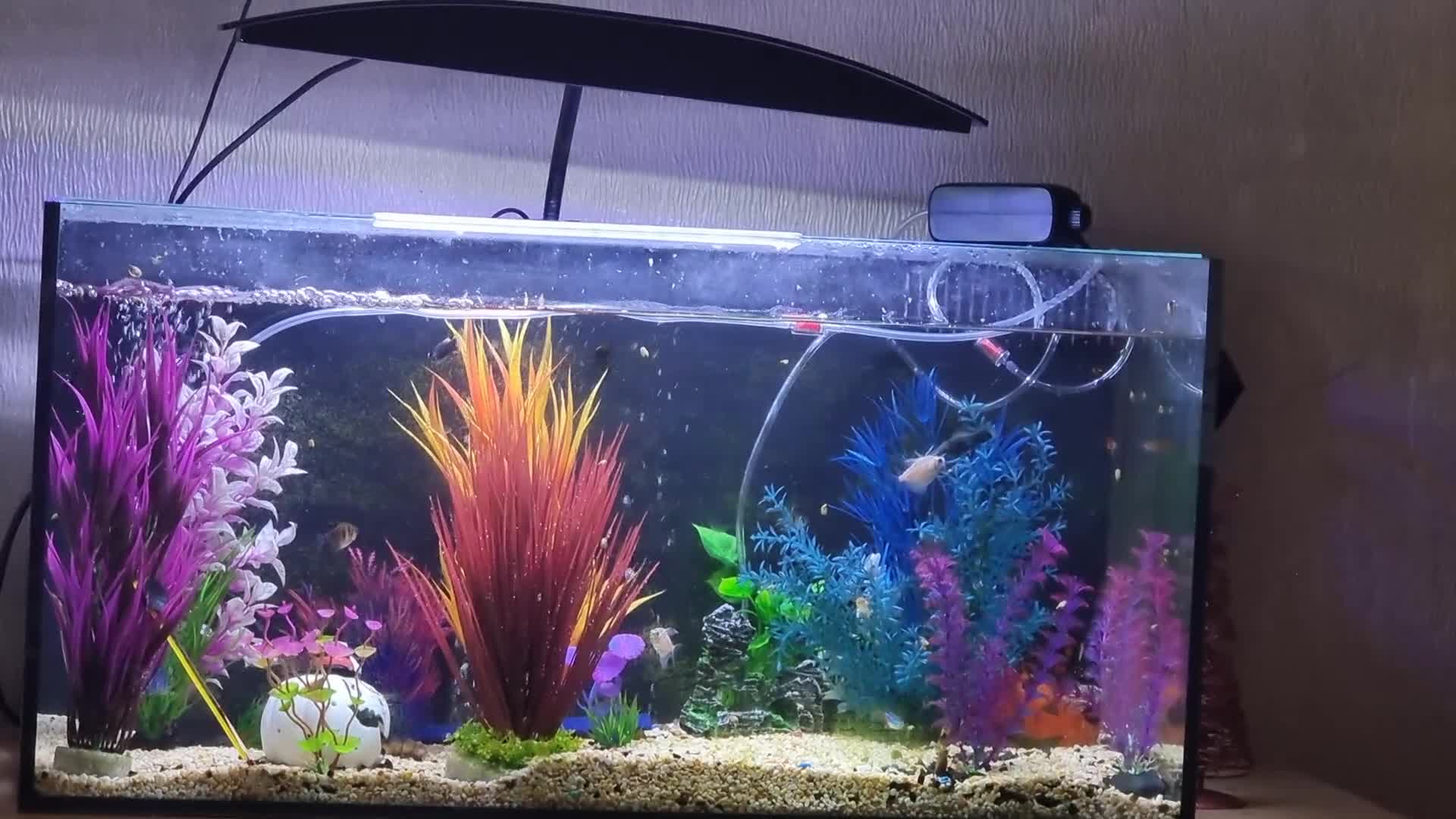 Tetras fish for sale: Mixture of small fish - Video 1