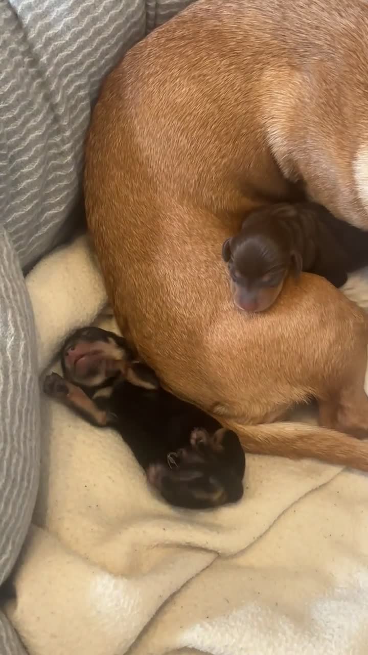 Miniature Dachshund dogs for sale: Miniature Dachshund puppies in Warrington - Video 2