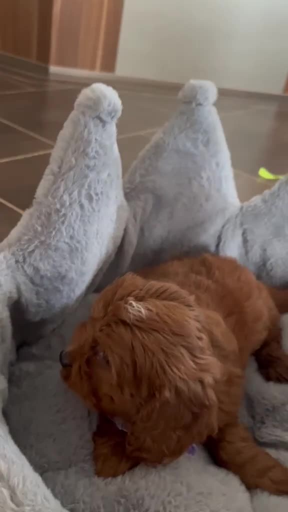 Cavapoo dogs for sale: Fl cavapoos in Evesham - Video 4