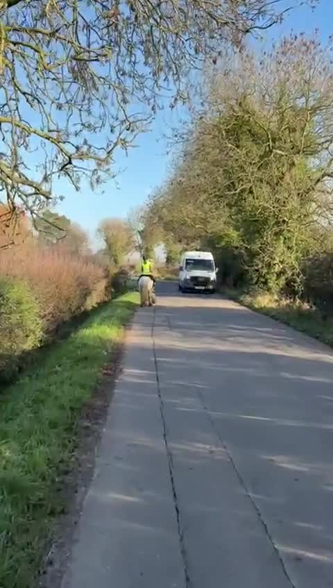 Other Breed horses for sale: 13hh Cob Mare - Video 1