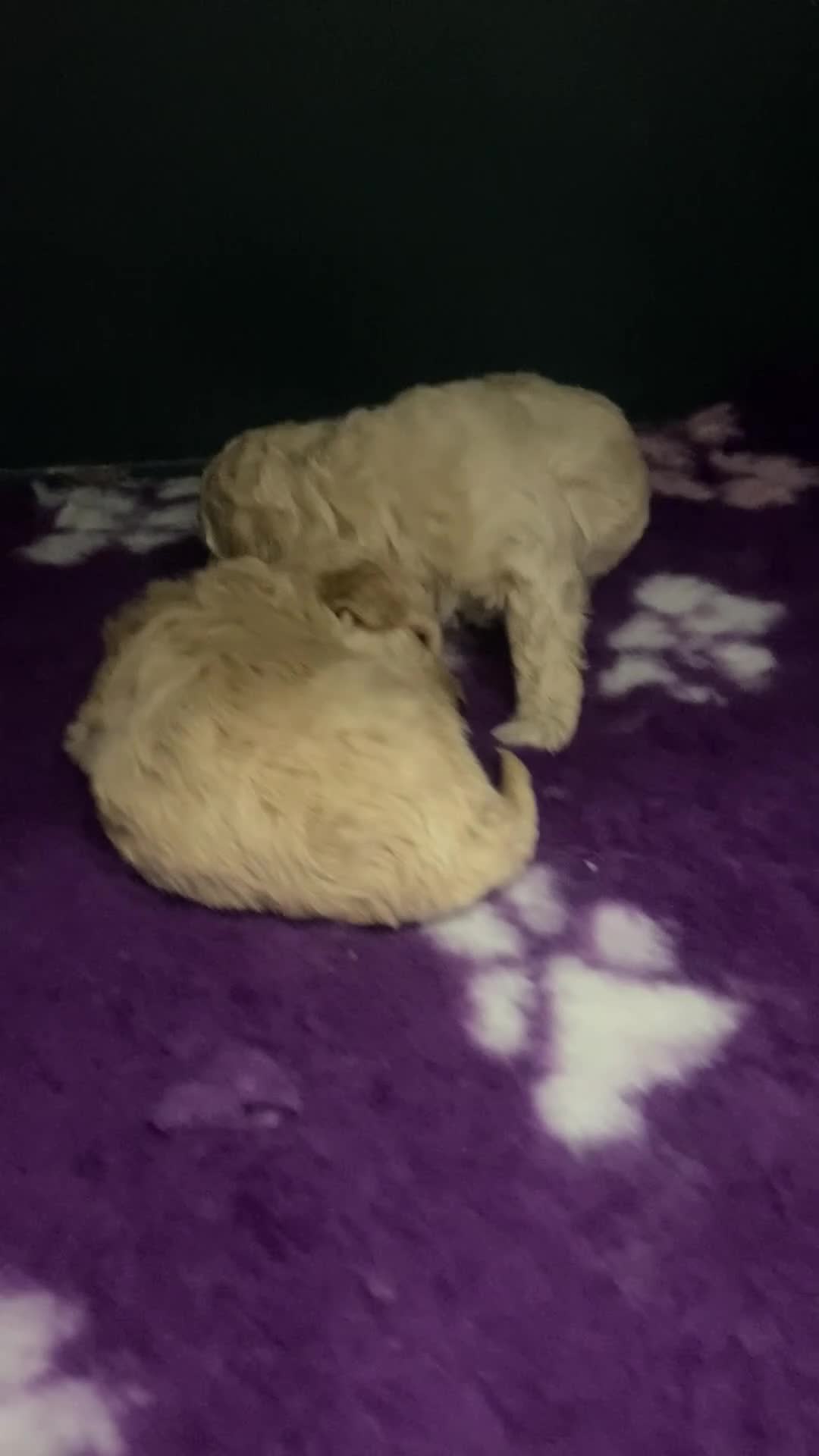 Poochon dogs for sale: F1 Tiny poochons,champion bloodline parents  - Video 2