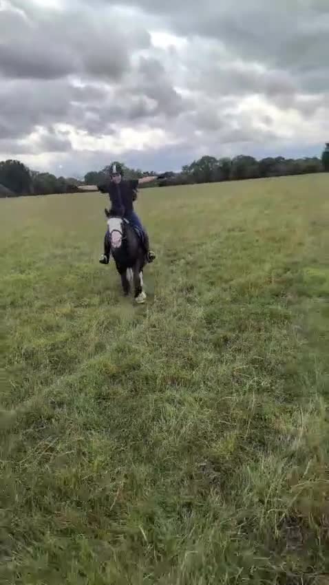 Other Breed horses for sale: Pocket rocket all rounder  - Video 2