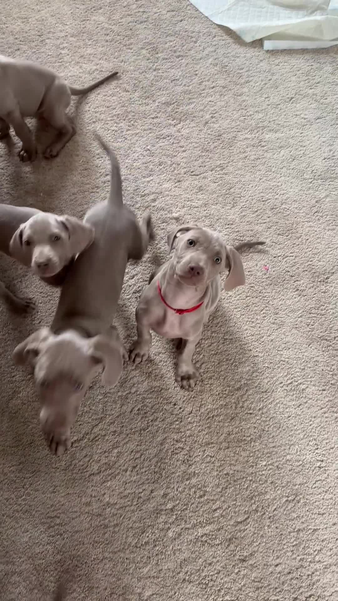 Weimaraner dogs for sale: 7 Weimaraner pups for sale ! - Video 2