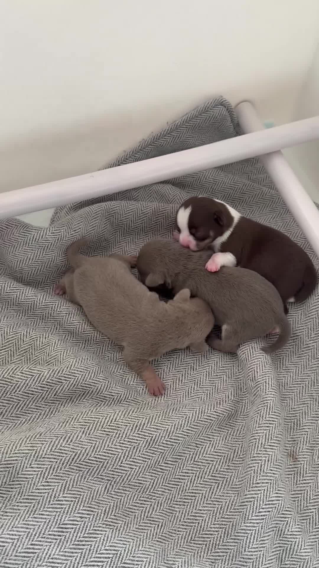 Chihuahua dogs for sale:  Beautiful Chihuahua Puppies  - Video 1