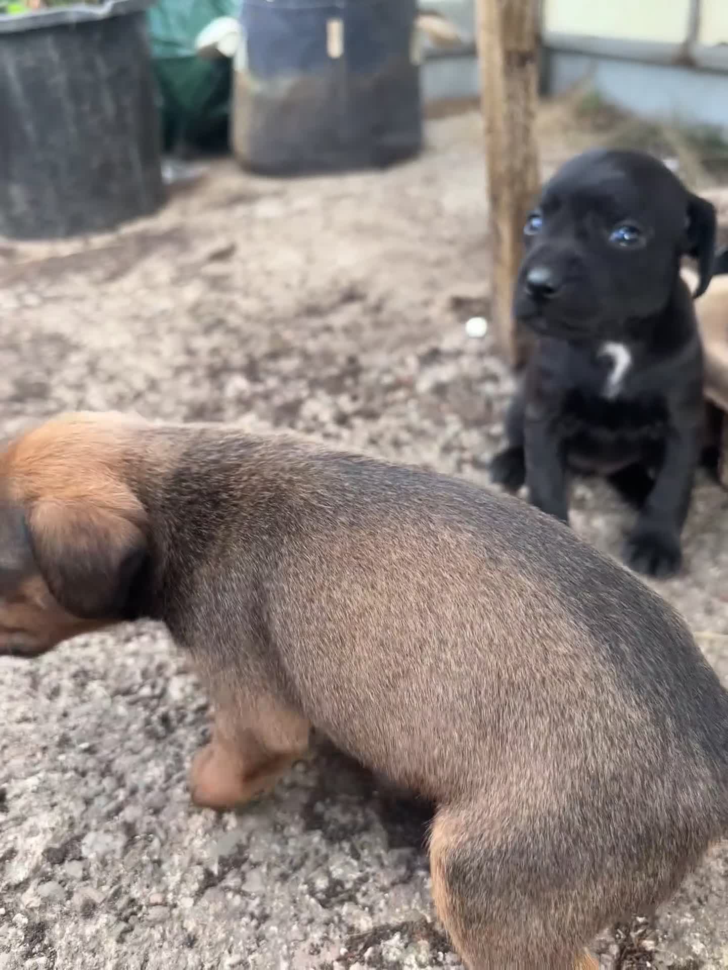 Mixed Breed dogs for sale: Cocker Spaniel/Patterdale terrier  in Killin - Video 4