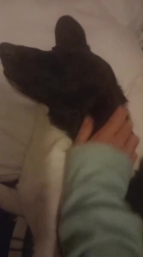 Mixed Breed dogs for adoption: ❤️JAVY- gentle angel,loving soul waiting so long❤️ - Video 1