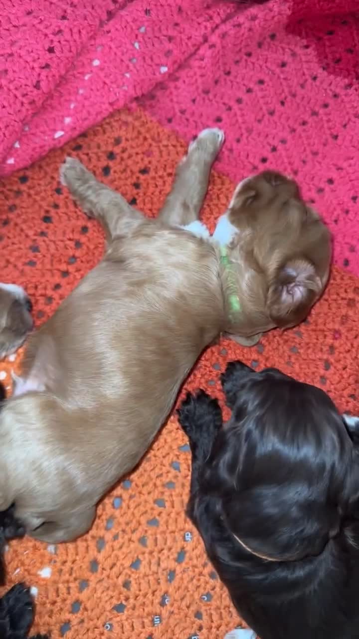 Cockapoo dogs for sale: 3 boy cockerpoos for sale  - Video 1