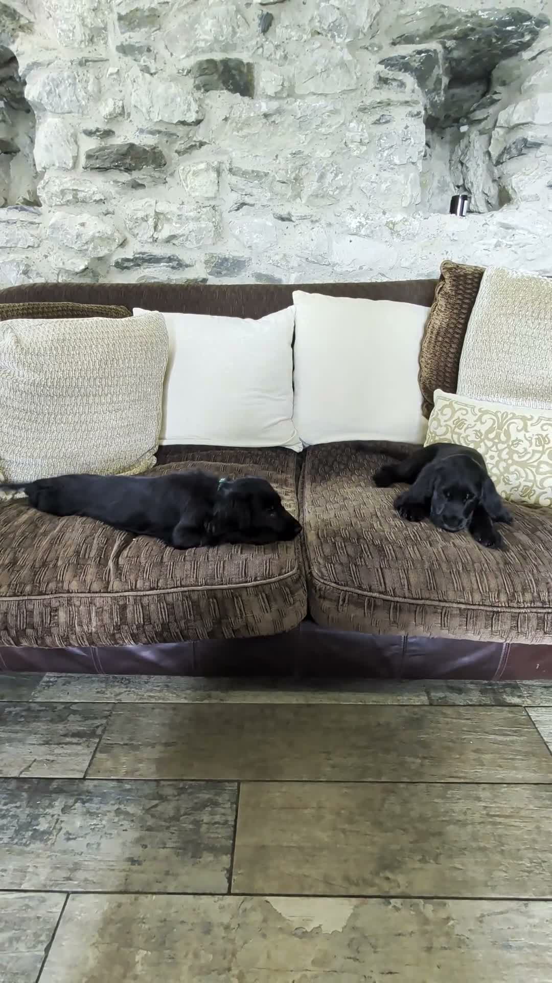 Cocker Spaniel dogs for sale: Health Tested KC Reg Showline Cocker Spaniel Pups - Video 2