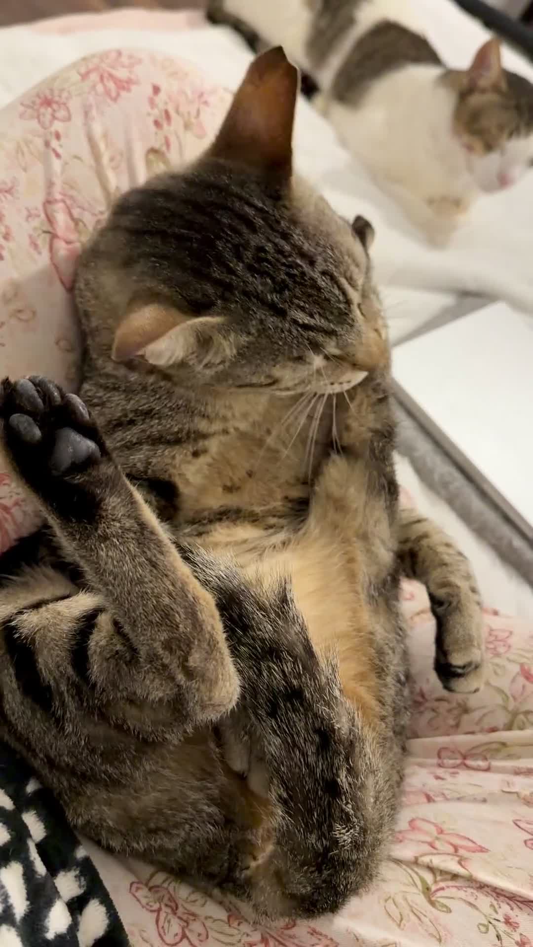 Arabian Mau cats for adoption: Hera ♥️ - Video 1