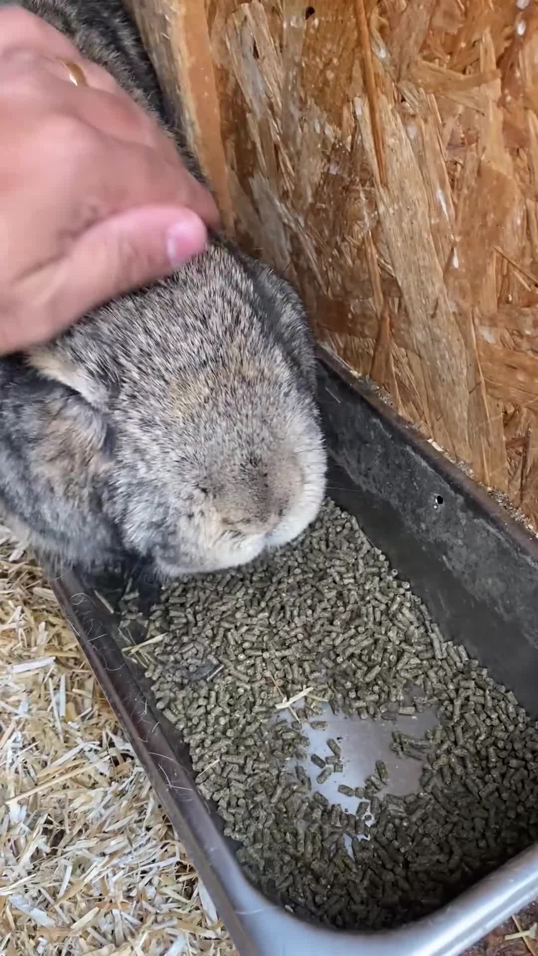 Continental Giant rabbits for sale: Huge Giant Rabbit Male - Video 1