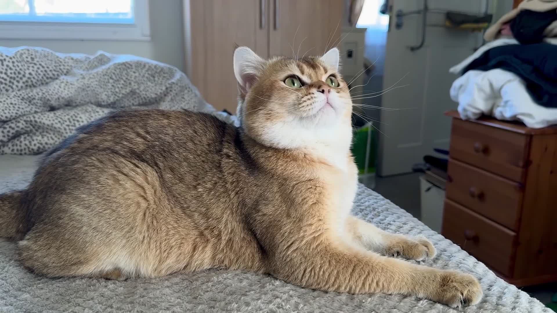 Scottish Fold cats for stud: Scottish Straight for Stud - Video 1