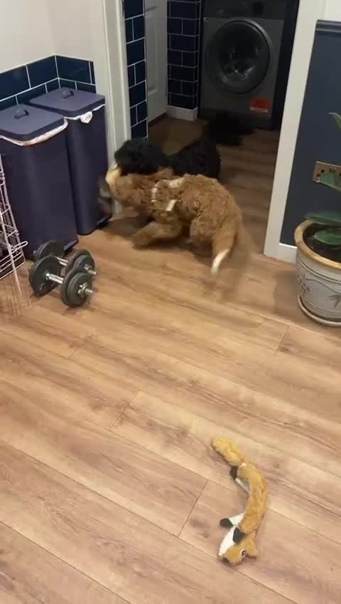 Mixed Breed dogs for sale: Doxiepoo puppies  - Video 1