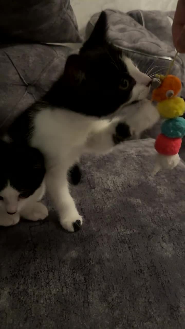 British Shorthair cats for sale: 2 lovely black and white shorthairs - Video 5