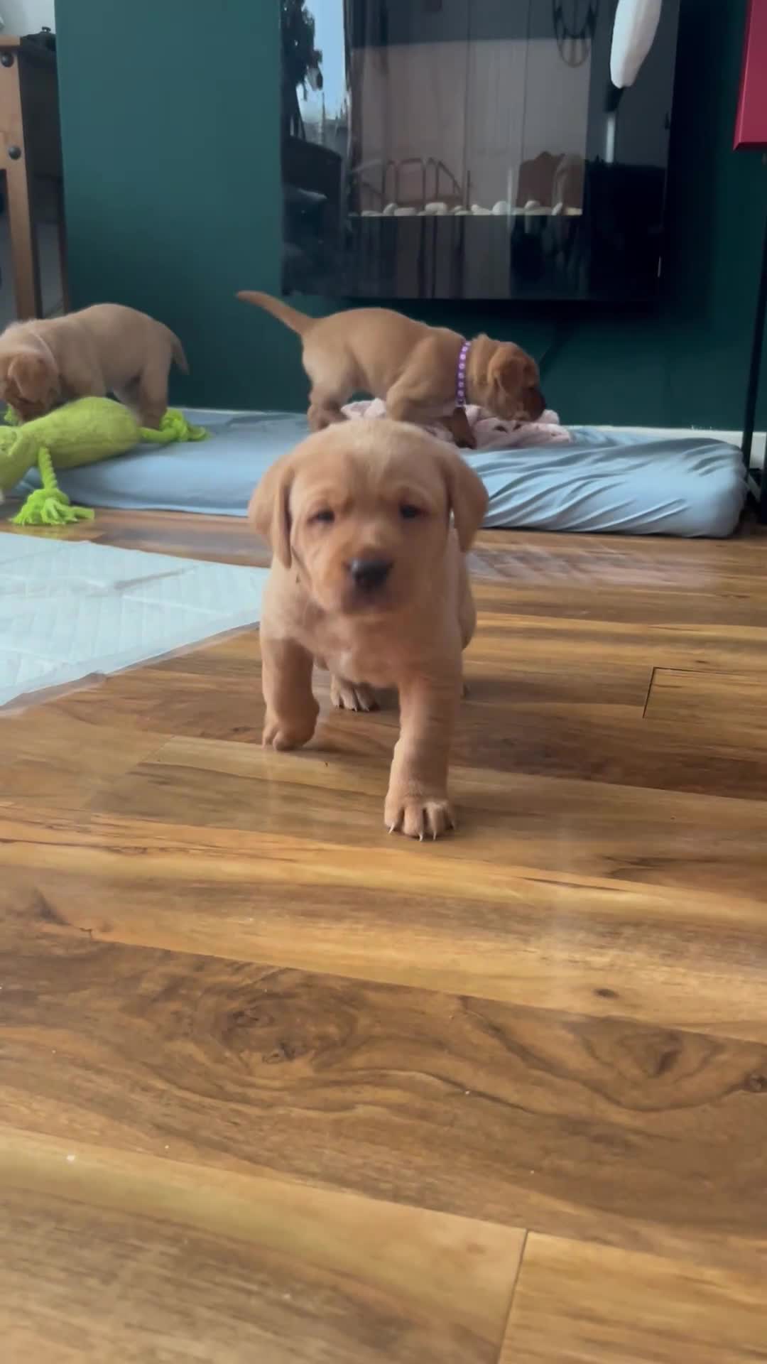 Labrador Retriever dogs for sale: 5 Pedigree KC Reg Fox Red Labs ready NYE  - Video 3