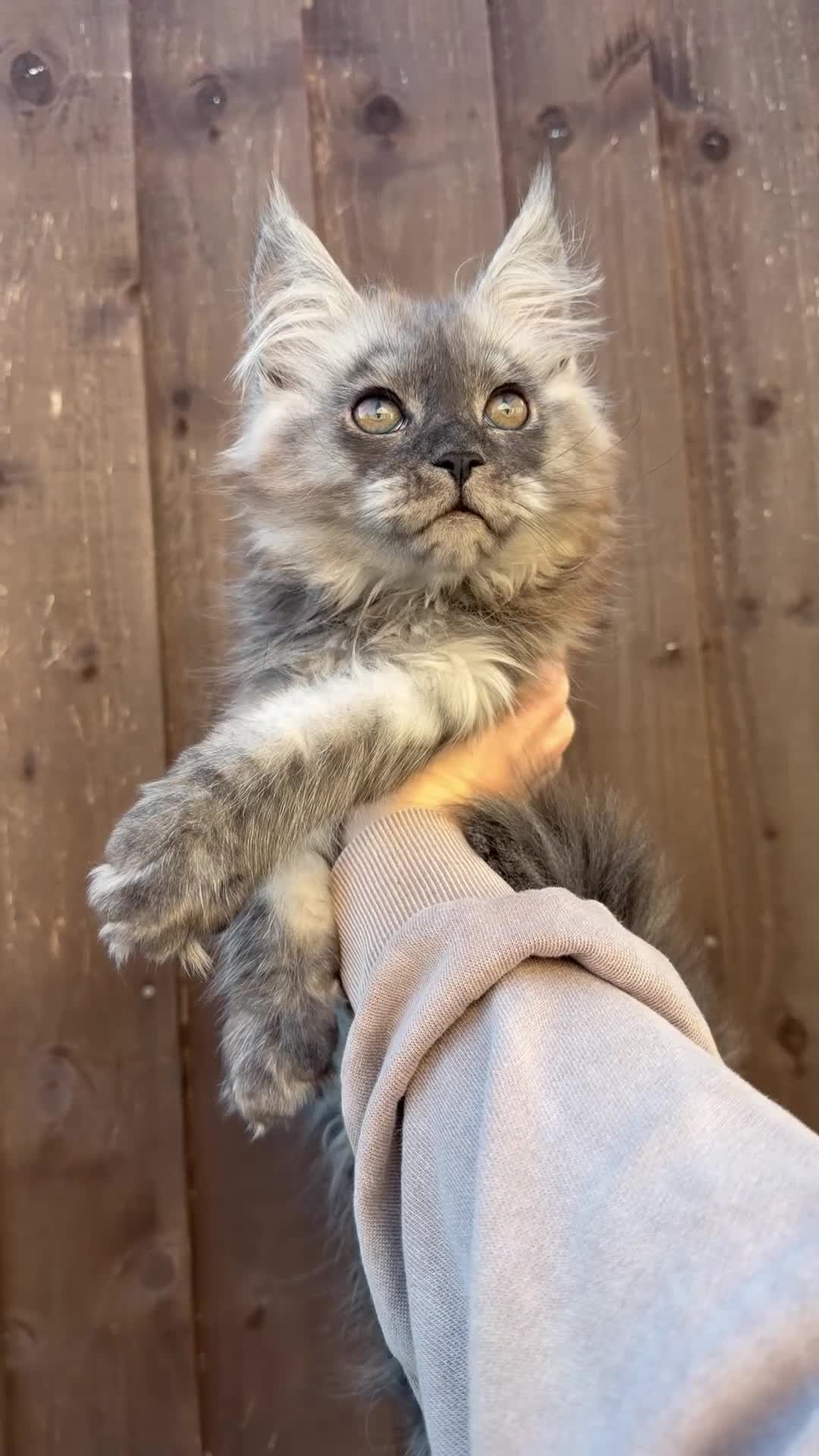 Maine Coon cats for sale: ⭐️READY NOW* TICA MAINECOON KITTEN’S⭐️🏆 - Video 3