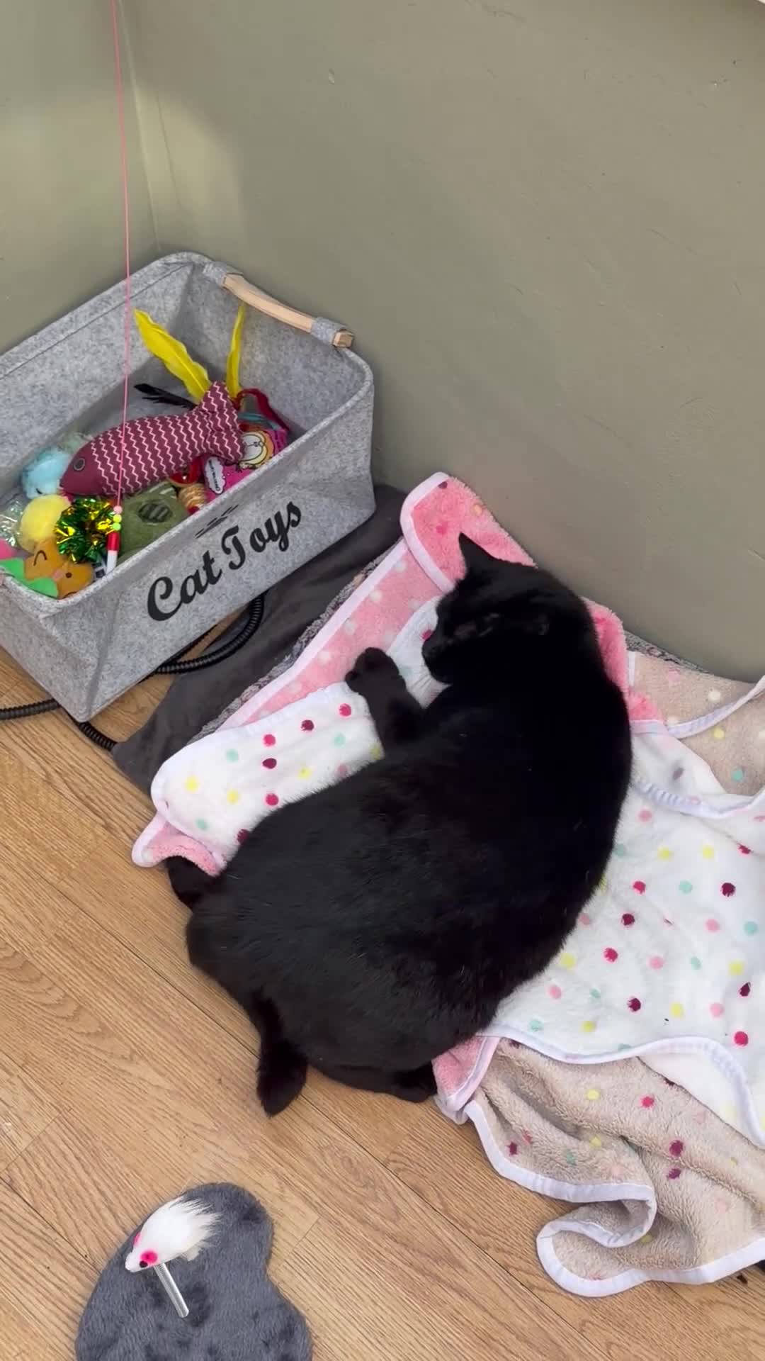 Mixed Breed cats for sale: Black Cat For Rehoming  - Video 1