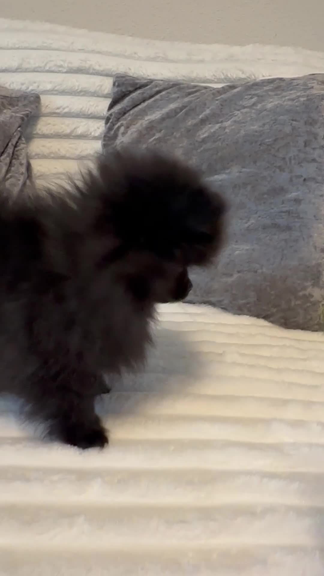 Pomeranian dogs for sale: Beautiful Pomeranian girl ! Only one left 🐶  - Video 3