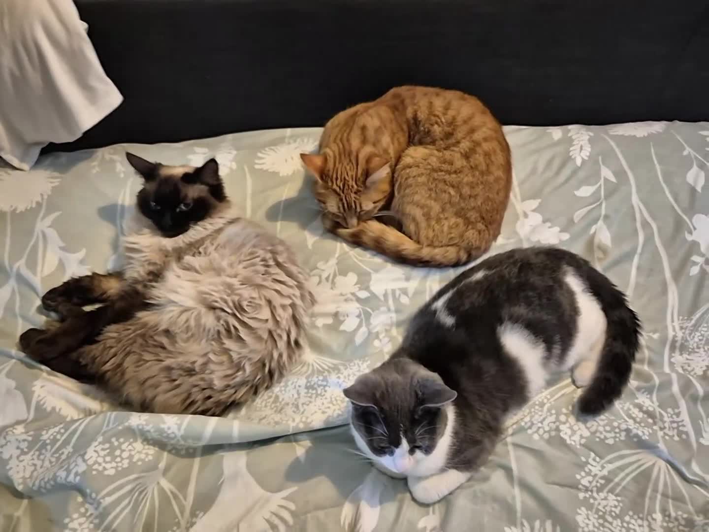Mixed Breed cats for sale: Gorgeous kittens unique markings - Video 2
