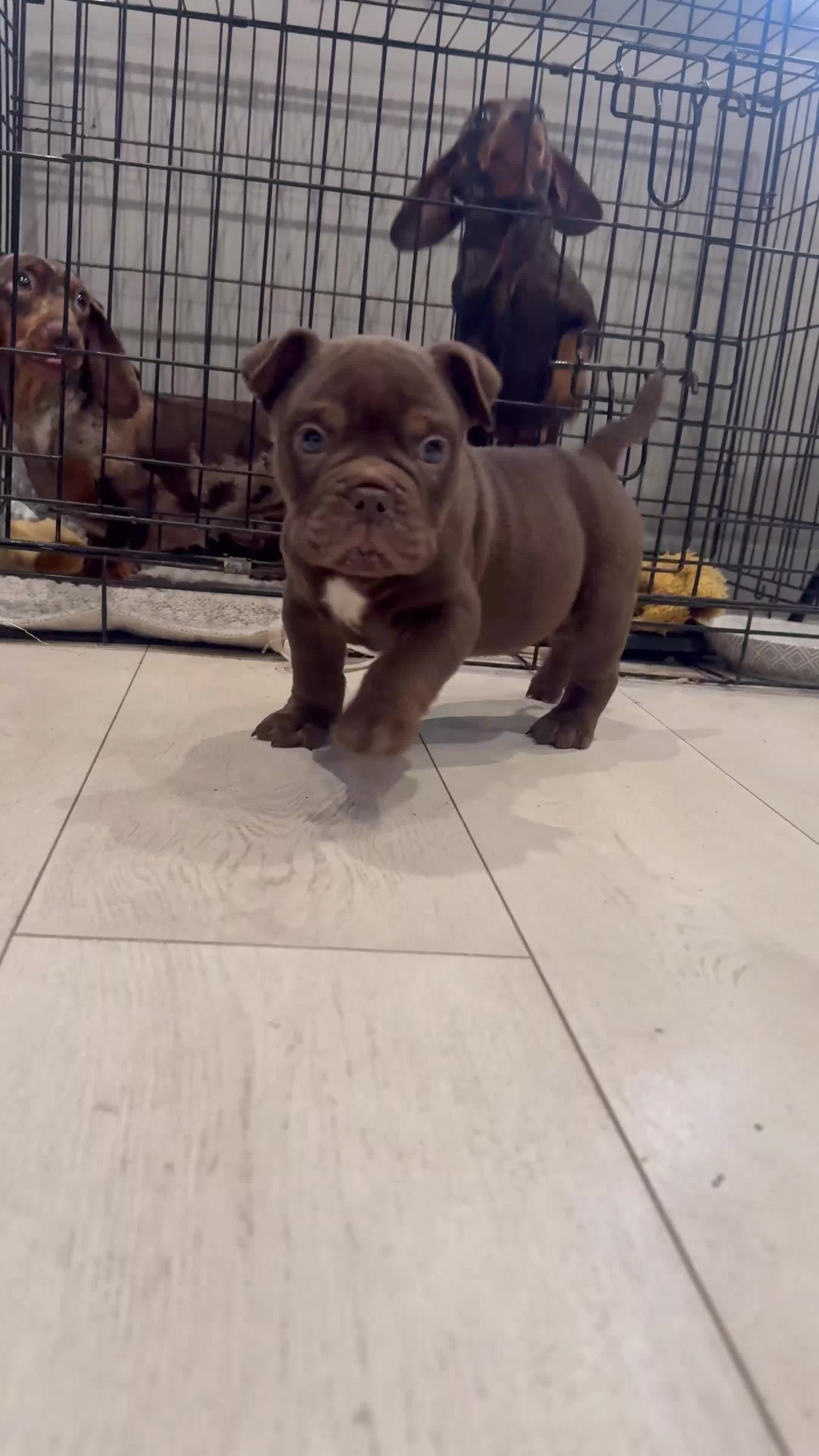 Olde English Bulldogge dogs for sale: Top quality olde English bulldogs - NEBBER REG - Video 5