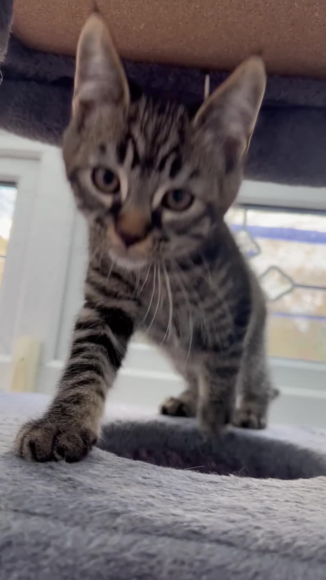 Maine Coon cats for sale: LAST MALE MAINE COON X KITTEN LEFT! - Video 1