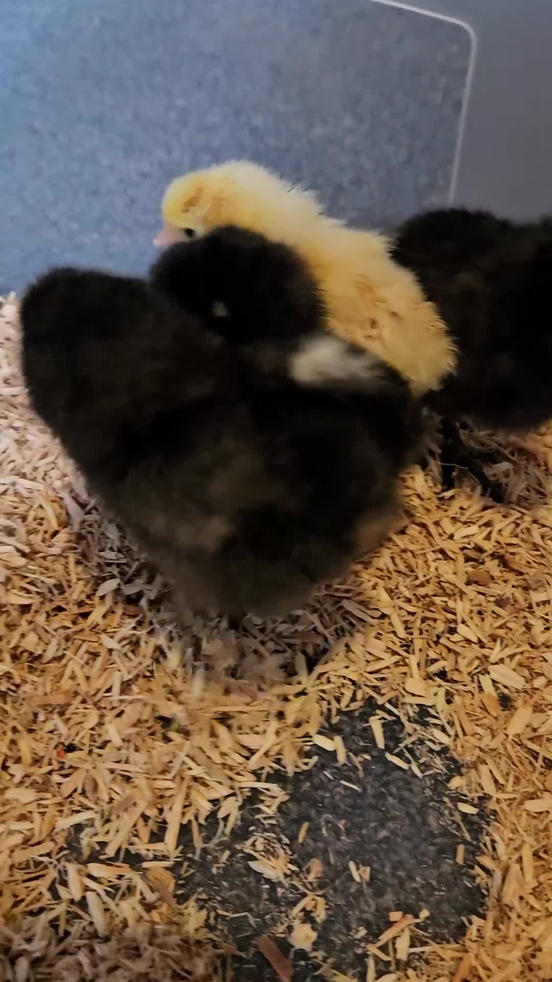 Chickens poultry for sale: Pekin/ tuftie chick's  in Spennymoor - Video 2