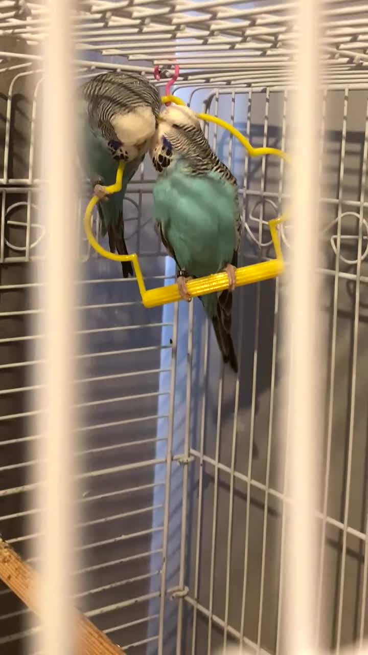 Budgerigars birds for sale: 2 male budgies  - Video 3