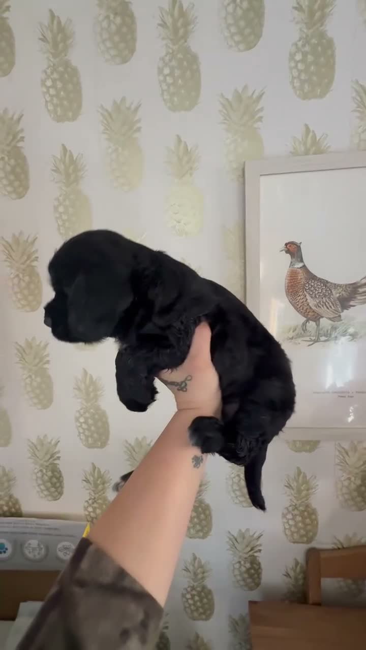 Cocker Spaniel dogs for sale: Beautiful Cocker Spaniel Puppies - Video 4