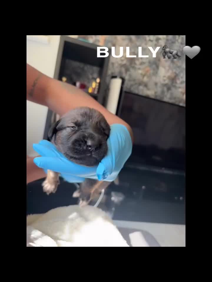 Mixed Breed dogs for sale: Beautiful Puppies For Sale!!! - Video 4