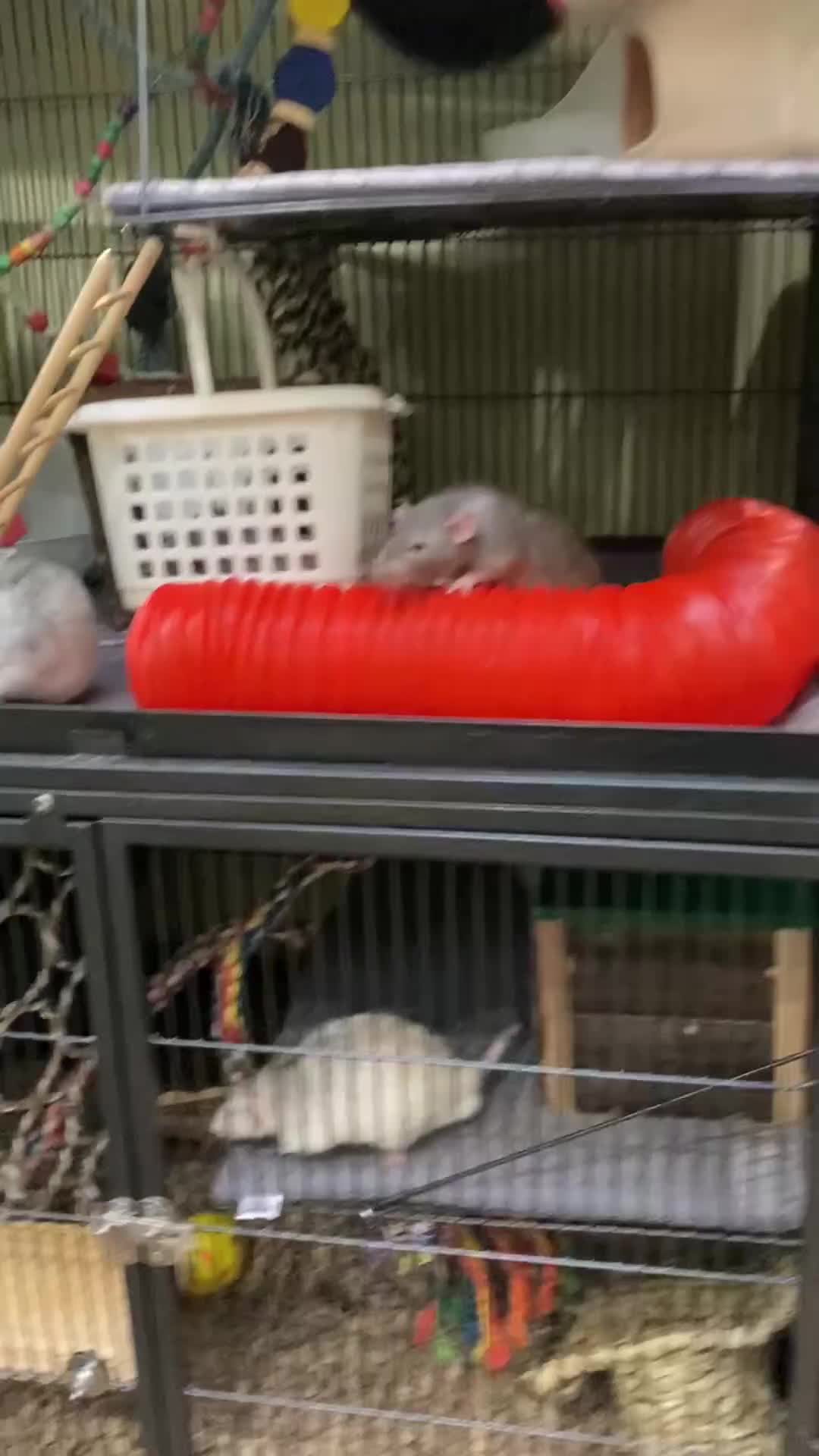 Rat rodents for sale: 3 Rat boys for rehoming - Video 1