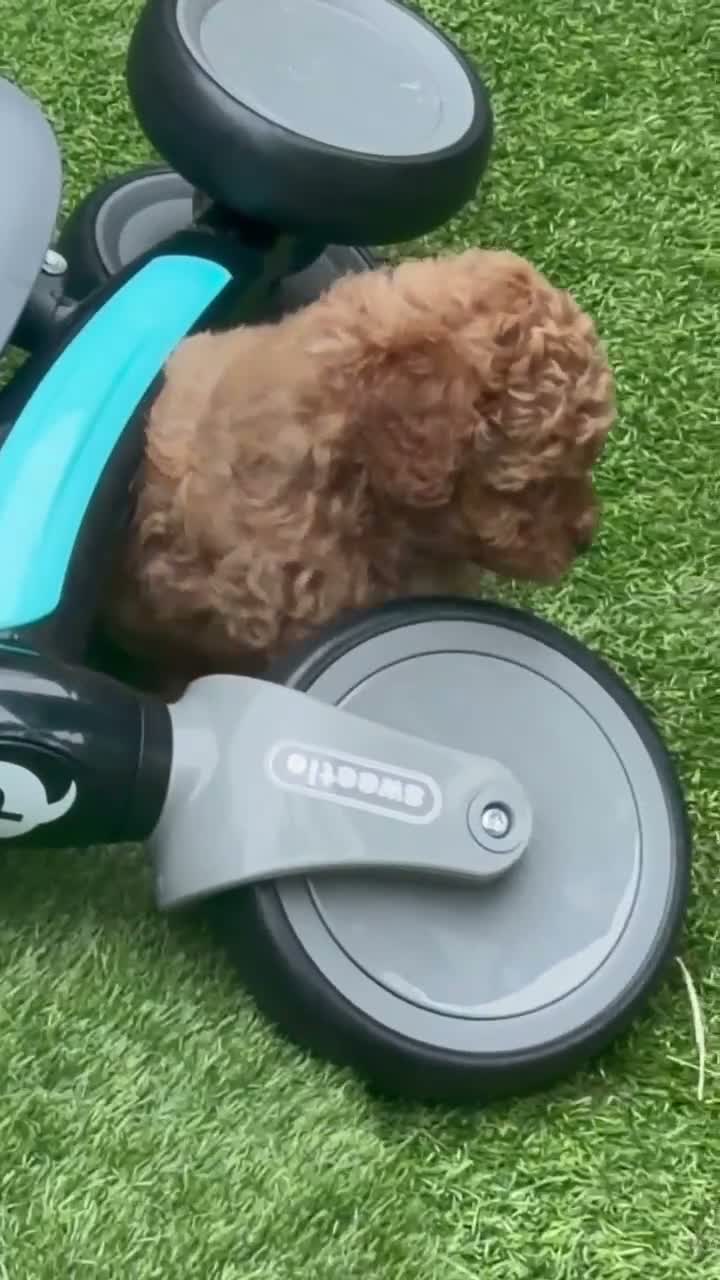 Toy Poodle dogs for sale: Red Fox Toy Poodle puppies in Poole - Video 2